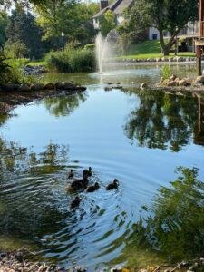 Baby ducks!